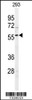 Western blot analysis of in 293 cell line lysates (35ug/lane)