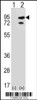 Western blot analysis of SNRK using rabbit polyclonal SNRK Antibody using 293 cell lysates (2 ug/lane) either nontransfected (Lane 1) or transiently transfected (Lane 2) with the SNRK gene.