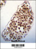 SNRK Antibody immunohistochemistry analysis in formalin fixed and paraffin embedded human testis tissue followed by peroxidase conjugation of the secondary antibody and DAB staining.