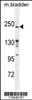 Western blot analysis in mouse bladder tissue lysates (35ug/lane) .