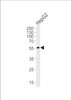 Western blot analysis of lysate from HepG2 cell line, using ADRB2 Antibody (S364) at 1:1000.