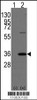 Western blot analysis of PHB2 using rabbit polyclonal PHB2 Antibody (Human C-term) using 293 cell lysates (2 ug/lane) either nontransfected (Lane 1) or transiently transfected with the PHB2 gene (Lane 2) .