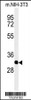 Western blot analysis of PHB2-Y128in mouse NIH-3T3 cell line lysates (35ug/lane)