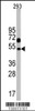 Western blot analysis of Nptx1 Antibody in 293 cell line lysates (35ug/lane)