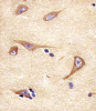 Antibody staining NPTX1 in human brain tissue sections by Immunohistochemistry (IHC-P - paraformaldehyde-fixed, paraffin-embedded sections) .