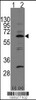 Western blot analysis of APP-BP1 using rabbit polyclonal APP-BP1 Antibody using 293 cell lysates (2 ug/lane) either nontransfected (Lane 1) or transiently transfected with the APP-BP1 gene (Lane 2) .