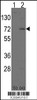 Western blot analysis of LINGO1 using rabbit polyclonal LINGO1 Antibody.293 cell lysates (2 ug/lane) either nontransfected (Lane 1) or transiently transfected with the LINGO1 gene (Lane 2) .