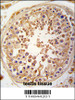 Formalin-fixed and paraffin-embedded human testis tissue reacted with SPAG9 antibody, which was peroxidase-conjugated to the secondary antibody, followed by DAB staining.