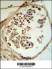 LYAR Antibody (RB18752) IHC analysis in formalin fixed and paraffin embedded human testis tissue followed by peroxidase conjugation of the secondary antibody and DAB staining.