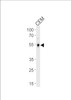 Western blot analysis in CEM cell line lysates (35ug/lane) .