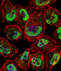 Fluorescent confocal image of U251 cell stained with KLF5 Antibody .U251 cells were fixed with 4% PFA (20 min) , permeabilized with Triton X-100 (0.1%, 10 min) , then incubated with KLF5 primary antibody (1:25) . For secondary antibody, Alexa Fluor 488 conjugated donkey anti-rabbit antibody (green) was used (1:400) .Cytoplasmic actin was counterstained with Alexa Fluor 555 (red) conjugated Phalloidin (7units/ml) . Nuclei were counterstained with DAPI (blue) (10 ug/ml, 10 min) . KLF5 immunoreactivity is localized to vesicles and Nucleus significantly.