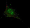 Fluorescent confocal image of SY5Y cells stained with SMAD2 (T220) antibody. SY5Y cells were fixed with 4% PFA (20 min) , permeabilized with Triton X-100 (0.2%, 30 min) . Cells were then incubated with SMAD2 (T220) primary antibody (1:200, 2 h at room temperature) . For secondary antibody, Alexa Fluor 488 conjugated donkey anti-rabbit antibody (green) was used (1:1000, 1h) . Nuclei were counterstained with Hoechst 33342 (blue) (10 ug/ml, 5 min) . Note the highly specific localization of the SMAD2 mainly to the nucleus.