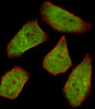 Fluorescent image of U251 cells stained with COL4A1 Antibody . Antibody was diluted at 1:25 dilution. An Alexa Fluor 488-conjugated goat anti-rabbit lgG at 1:400 dilution was used as the secondary antibody (green) . Cytoplasmic actin was counterstained with Alexa Fluor 555 conjugated with Phalloidin (red) .