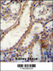 FKBP10 Antibody immunohistochemistry analysis in formalin fixed and paraffin embedded human kidney tissue followed by peroxidase conjugation of the secondary antibody and DAB staining.
