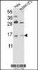 Western blot analysis of RBM3 Antibody in Hela cell line lysates and mouse NIH-3T3 tissues lysates (35ug/lane)