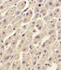 Antibody staining ANXA2 in Human liver tissue sections by Immunohistochemistry (IHC-P - paraformaldehyde-fixed, paraffin-embedded sections) .