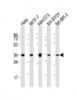 Western Blot at 1:2000 dilution Lane 1: Hela whole cell lysates Lane 2: MCF-7 whole cell lysates Lane 3: NIH/3T3 whole cell lysates Lane 4: SH-SY5Y whole cell lysates Lane 5: SK-BR-3 whole cell lysates Lysates/proteins at 20 ug per lane.