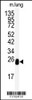 Western blot analysis of anti-DCXR Antibody in mouse lung tissue lysates (35ug/lane)