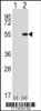 Western blot analysis of DDX39 using rabbit polyclonal using 293 cell lysates (2 ug/lane) either nontransfected (Lane 1) or transiently transfected (Lane 2) with the DDX39 gene.