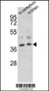 Western blot analysis of EN2 Antibody in mouse cerebellum, brain tissue lysates (35ug/lane)