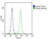 Overlay histogram showing THP-1 cells stained with Antibody (green line) . The cells were fixed with 2% paraformaldehyde (10 min) . The cells were then icubated in 2% bovine serum albumin to block non-specific protein-protein interactions followed by the antibody (1:25 dilution) for 60 min at 37ºC. The secondary antibody used was Goat-Anti-Rabbit IgG, DyLight 488 Conjugated Highly Cross-Adsorbed (OH191631) at 1/200 dilution for 40 min at 37ºC. Isotype control antibody (blue line) was rabbit IgG (1ug/1x10^6 cells) used under the same conditions. Acquisition of >10, 000 events was performed.