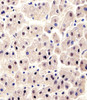 Immunohistochemical analysis of paraffin-embedded H.liver section usin. Antibody was diluted at 1:100 dilution. A peroxidase-conjugated goat anti-rabbit IgG at 1:400 dilution was used as the secondary antibody, followed by DAB staining.