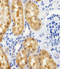 Immunohistochemical analysis of paraffin-embedded H.kidney section usin. Antibody was diluted at 1:100 dilution. A peroxidase-conjugated goat anti-rabbit IgG at 1:400 dilution was used as the secondary antibody, followed by DAB staining.