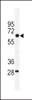 Western blot analysis of in mouse testis tissue lysates (35ug/lane)