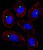 Fluorescent image of A549 cell stained with PCM-1 Antibody . A549 cells were fixed with 4% PFA (20 min) , permeabilized with Triton X-100 (0.1%, 10 min) , then incubated with PCM-1 primary antibody (1:25) . For secondary antibody, Alexa Fluor 488 conjugated donkey anti-rabbit antibody (green) was used (1:400) .Cytoplasmic actin was counterstained with Alexa Fluor 555 (red) conjugated Phalloidin (7units/ml) . Nuclei were counterstained with DAPI (blue) (10 ug/ml, 10 min) .PCM-1 immunoreactivity is localized to Centrosome significantly.