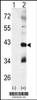 Western blot analysis of CTDSP1 using rabbit polyclonal p38 beta Antibody using 293 cell lysates (2 ug/lane) either nontransfected (Lane 1) or transiently transfected with the CTDSP1 gene (Lane 2) .