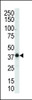 Western blot analysis of anti-P38gamma C-term Pab in mouse muscle tissue lysate