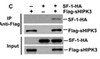 Detection of interaction between HIPK3 and SF-1 by coimmunoprecipitation. After expression of SF-1-HA and Flag-sHIPK3 (aa 159 to 1191) in H1299 cells, the HIPK3 protein complex was immunoprecipitated with anti-Flag antibody or by direct loading to the gel (input) . Western blotting was then performed to detect SF-1-HA and Flag-sHIPK3.