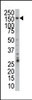 Western blot analysis of anti-PRP4 Pab in Jurkat cell lysate