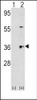 Western blot analysis of THPO using rabbit polyclonal THPO Antibody using 293 cell lysates (2 ug/lane) either nontransfected (Lane 1) or transiently transfected with the THPO gene (Lane 2) .