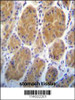 AARS2 Antibody immunohistochemistry analysis in formalin fixed and paraffin embedded human stomach tissue followed by peroxidase conjugation of the secondary antibody and DAB staining.