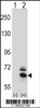 Western blot analysis of BBS4 using rabbit polyclonal BBS4 Antibody using 293 cell lysates (2 ug/lane) either nontransfected (Lane 1) or transiently transfected (Lane 2) with the BBS4 gene.