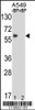 Western blot analysis of BBS4 Antibody Pab pre-incubated without (lane 1) and with (lane 2) blocking peptide in A549 cell line lysate