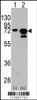 Western blot analysis of HSPA1A using rabbit polyclonal HSPA1A Antibody (Y525) using 293 cell lysates (2 ug/lane) either nontransfected (Lane 1) or transiently transfected with the HSPA1A gene (Lane 2) .