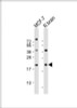 Western Blot at 1:2000 dilution Lane 1: MCF-7 whole cell lysate Lane 2: rat brain lysate Lysates/proteins at 20 ug per lane.