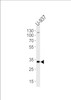 Western blot analysis of lysate from U-937 cell line, using CSF1R Antibody at 1:1000.