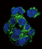 Confocal immunofluorescent analysis of CSF1R Antibody with HepG2 cell followed by Alexa Fluor 488-conjugated goat anti-rabbit lgG (green) .DAPI was used to stain the cell nuclear (blue) .