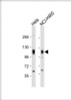 Western Blot at 1:2000 dilution Lane 1: Hela whole cell lysate Lane 2: NCI-H460 whole cell lysate Lysates/proteins at 20 ug per lane.