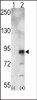 Western blot analysis of EphA5 using rabbit polyclonal EphA5 Antibody using 293 cell lysates (2 ug/lane) either nontransfected (Lane 1) or transiently transfected with the EphA5 gene (Lane 2) .