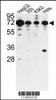 Western blot analysis of PHACTR2 antibody in HepG2, 293, K562 and Hela cell line lysates (35ug/lane)