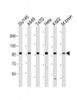 Western Blot at 1:1000-1:2000 dilution Lane 1: DU145 whole cell lysate Lane 2: A549 whole cell lysate Lane 3: T47D whole cell lysate Lane 4: Hela whole cell lysate Lane 5: K562 whole cell lysate Lane 6: M.brain whole lysate Lysates/proteins at 20 ug per lane.