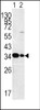 Western blot analysis of MPST antibody in HepG2 Lane 1 and Hela (lane2 ) cell line lysates (35ug/lane)