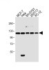 Western Blot at 1:2000 dilution Lane 1: 293T/17 whole cell lysate Lane 2: Hela whole cell lysate Lane 3: MCF-7 whole cell lysate Lane 4: PC-12 whole cell lysate Lane 5: SH-SY5Y whole cell lysate Lysates/proteins at 20 ug per lane.