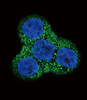 Confocal immunofluorescent analysis of PDGFRB Antibody with WiDr cell followed by Alexa Fluor 488-conjugated goat anti-rabbit lgG (green) .DAPI was used to stain the cell nuclear (blue) .