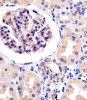 Antibody staining ROR1 in human kidney tissue sections by Immunohistochemistry (IHC-P - paraformaldehyde-fixed, paraffin-embedded sections) .