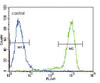 Flow cytometric analysis of Hela cells (right histogram) compared to a negative control cell (left histogram) .FITC-conjugated goat-anti-rabbit secondary antibodies were used for the analysis.